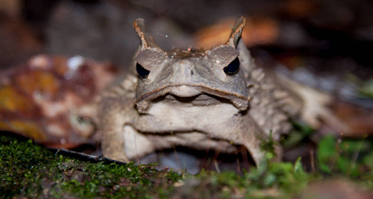 Yasuni National Park Adventure Tours