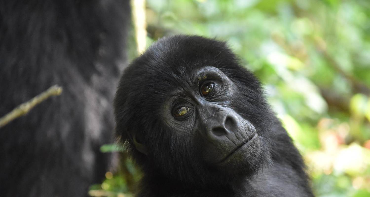 8 Days Chimps, Gorillas, and Wildlife Safari in Uganda - Oikos Safaris