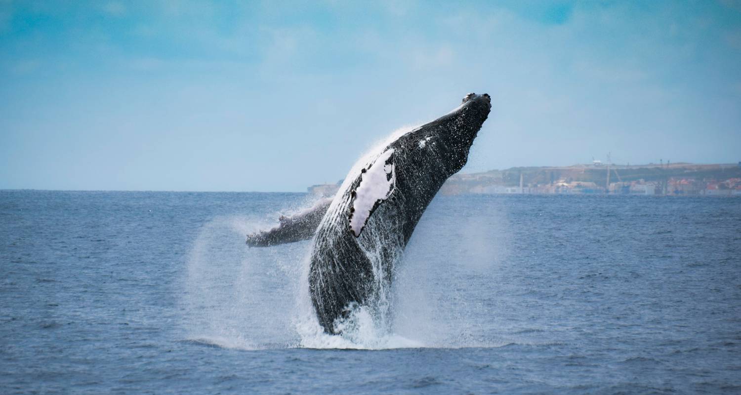 Wanderroute der Wale - Futurismo Azores Adventures