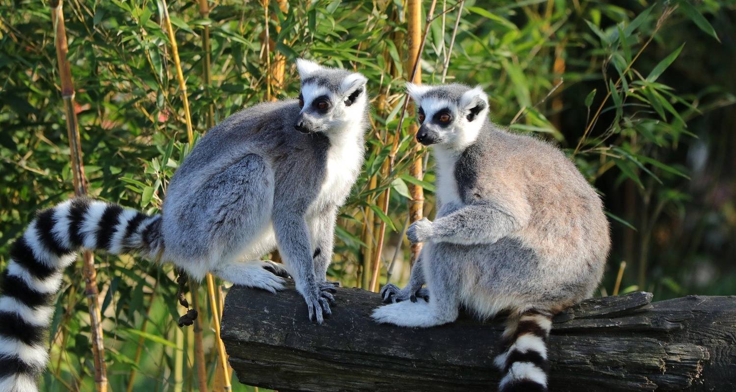 Personalized Madagascar Wildlife & Beach Holiday, Daily Start - Agate Travel