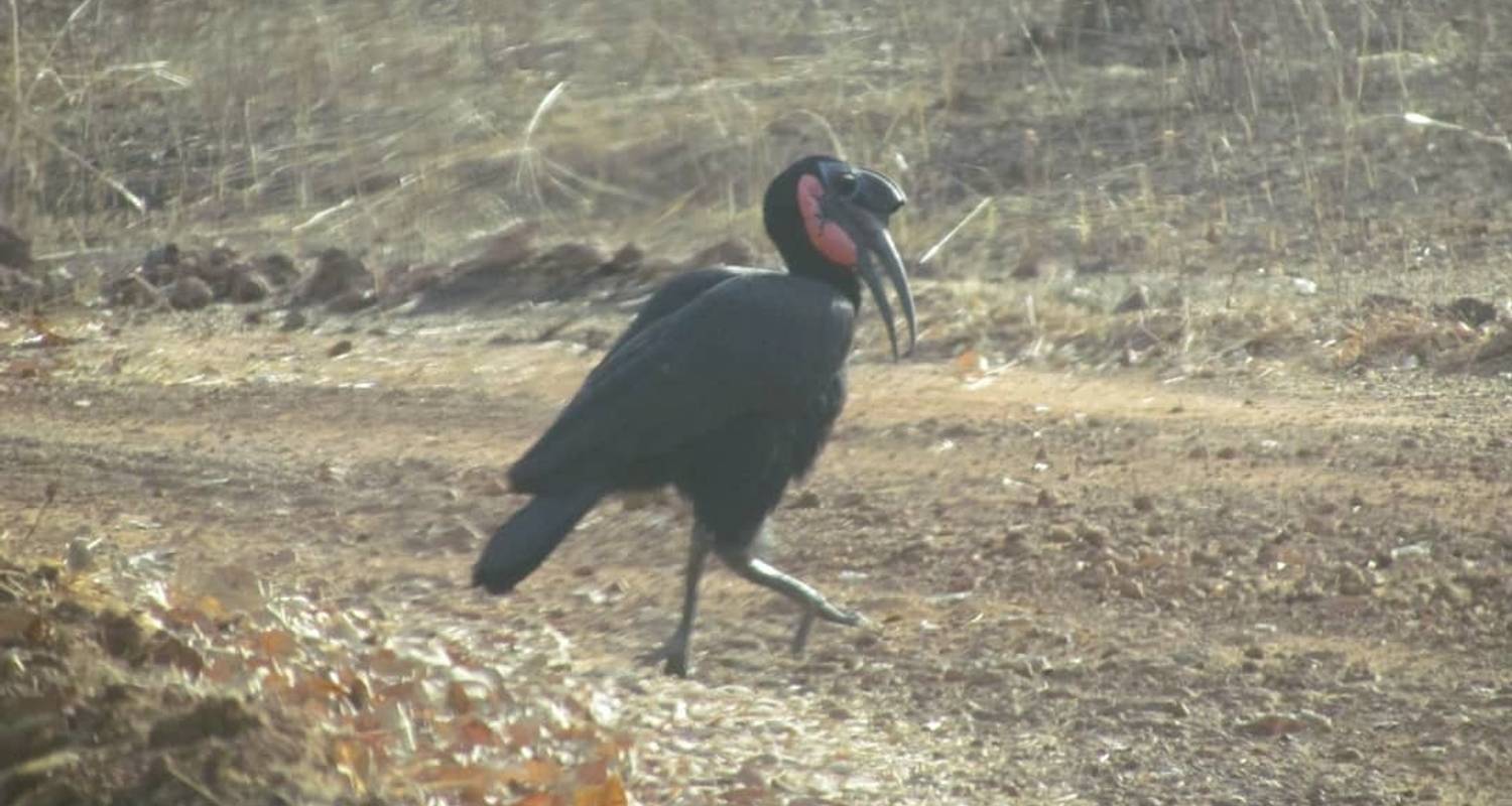 Safari de observación de aves en Gambia 10 días /9 noches - confort - Across Africa Tours & Travel