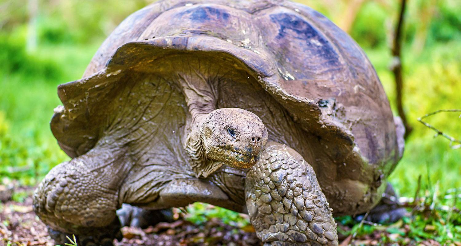 2-Week Ecuador Tour Packages