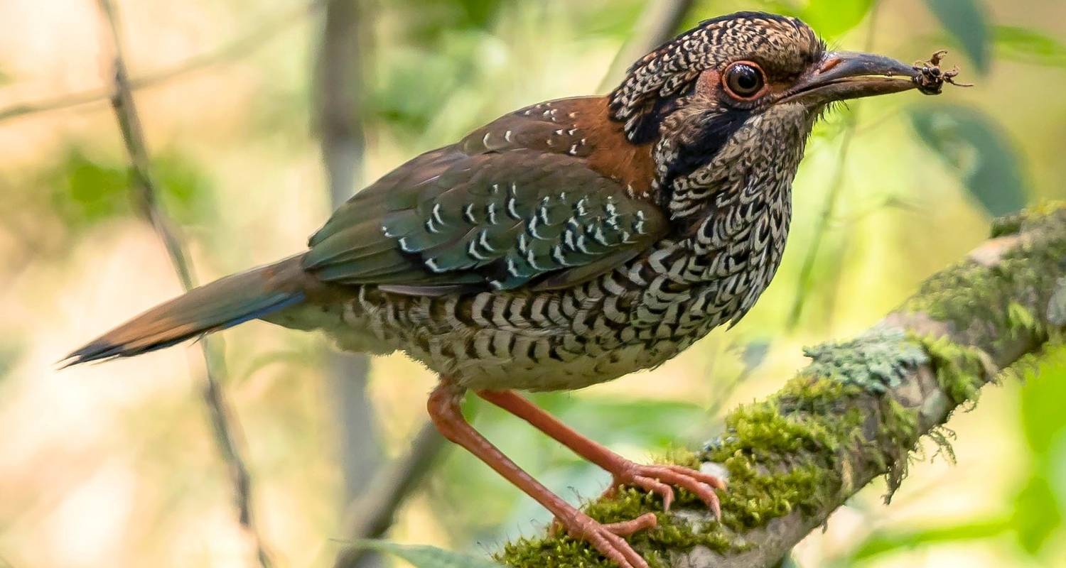 Exploring Malagasy bird life in Andasibe - Green Island Discovery