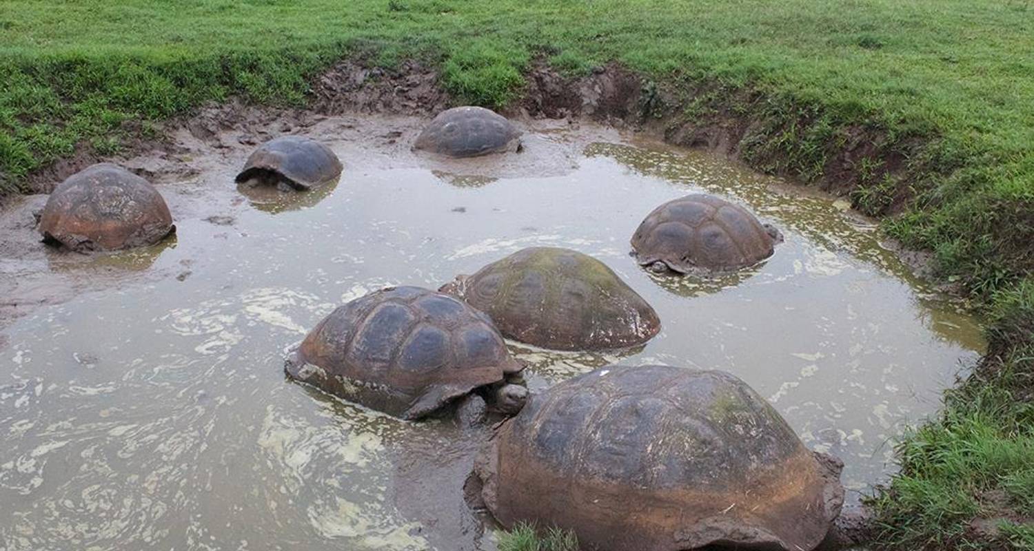 Galapagos Island Hopping Diving Budget Experience 8D/7N - Bamba Travel