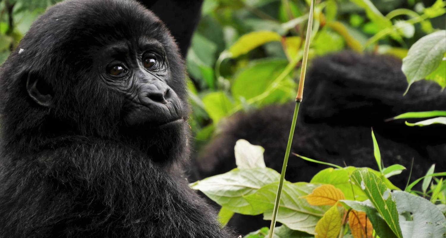 7 Days Flying Rwanda Gorilla Safari and Wildlife Tours