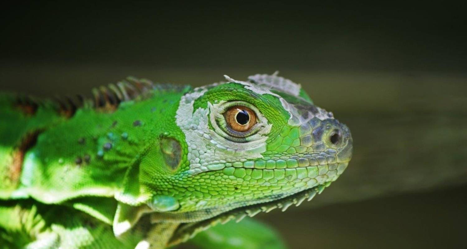 Tortuguero Jungle Expedition, Short Break