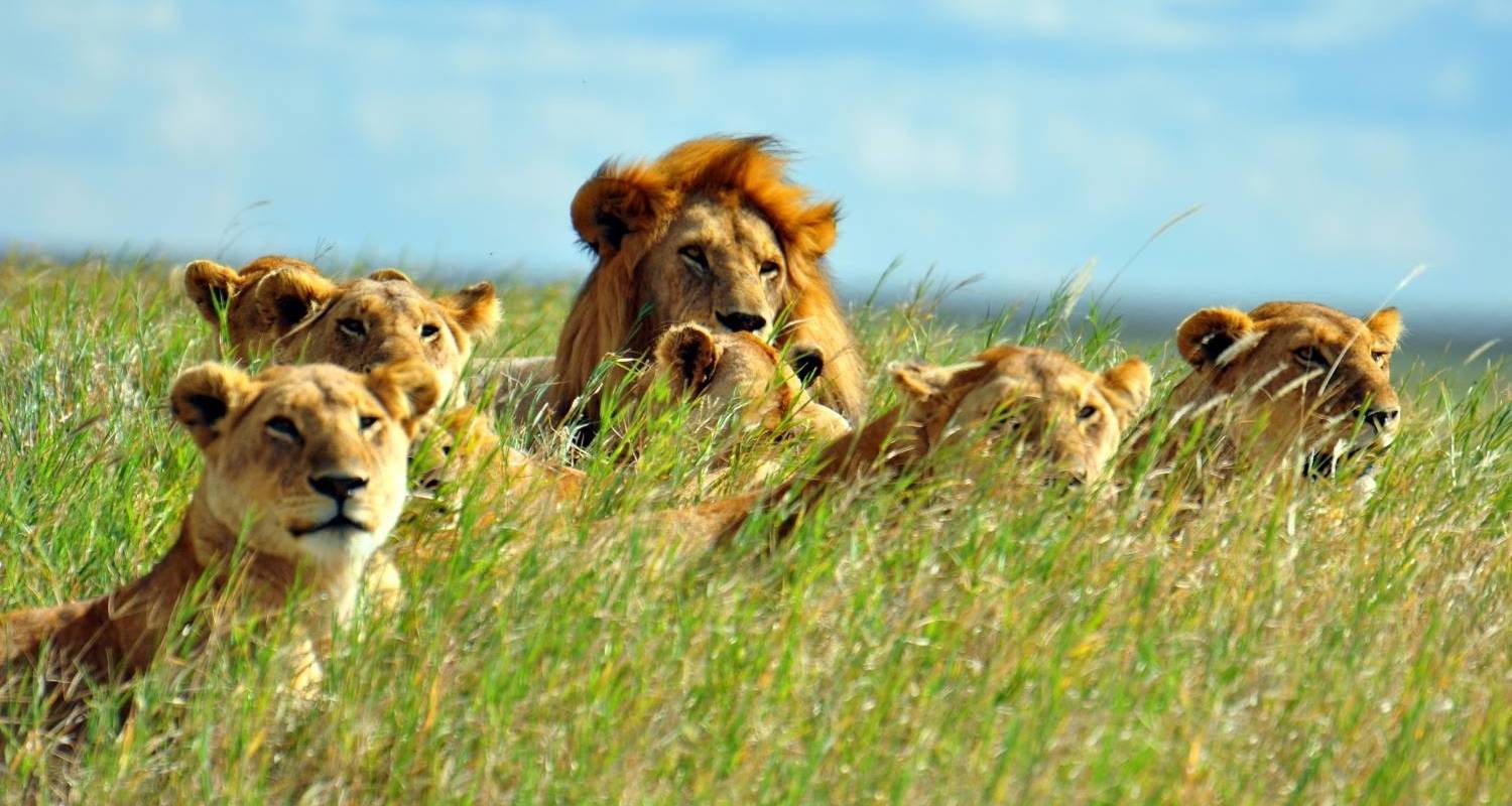 3 DAYS SERENGETI NATIONAL PARK & NGORONGORO CAMPING SAFARI FROM ARUSHA - Viola tours & travel