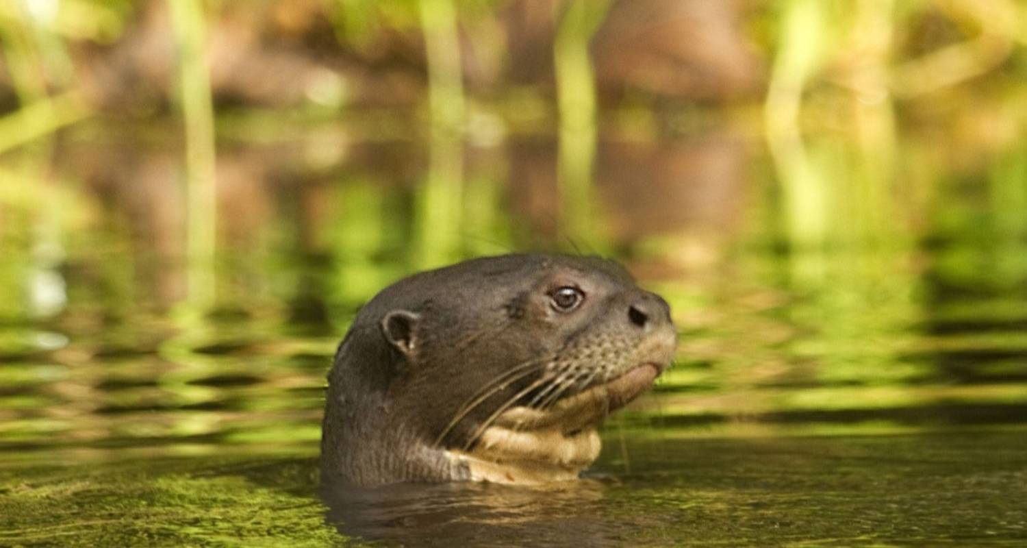 Amazonas Camping und Kajafahren - Yasuni Entdeckungsreise - 5 Tage - Adventure Journeys