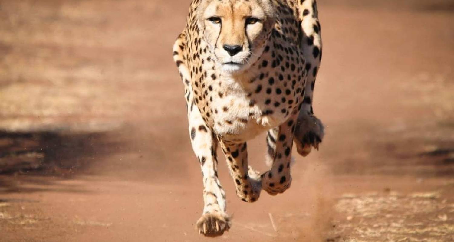 Safari nocturno a Tsavo este desde la playa de Diani - Perfect Safari Africa tours and safaris