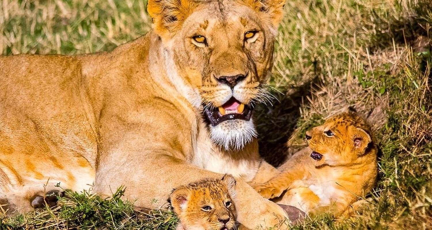 Amboseli - Viaje de aventura de 14 días - Chamaeleon