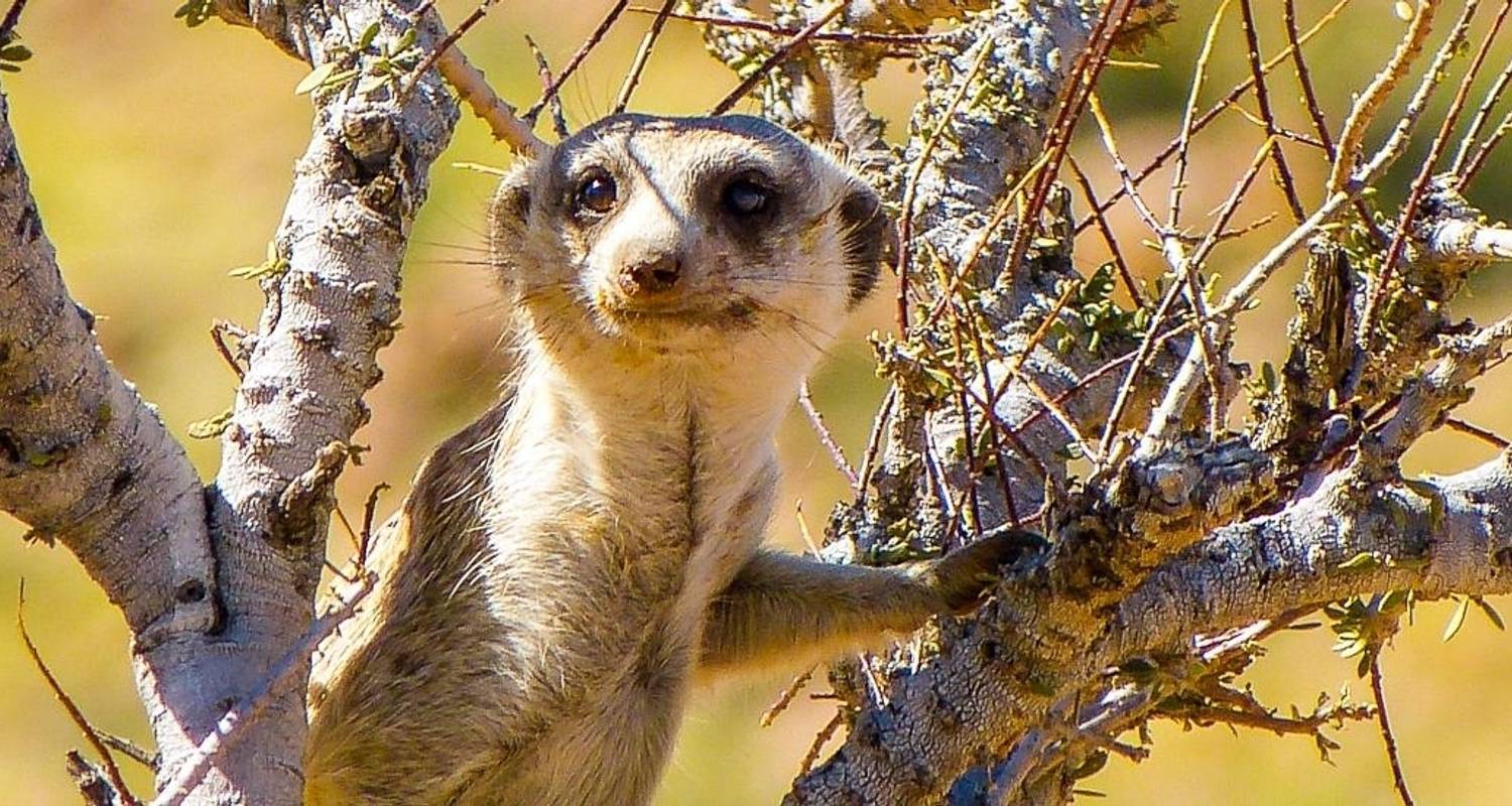 Kalahari - Viaje de aventura de 15 días - Chamaeleon