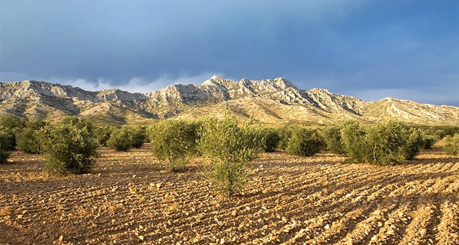 In the Footsteps of Van Gogh 7 Days