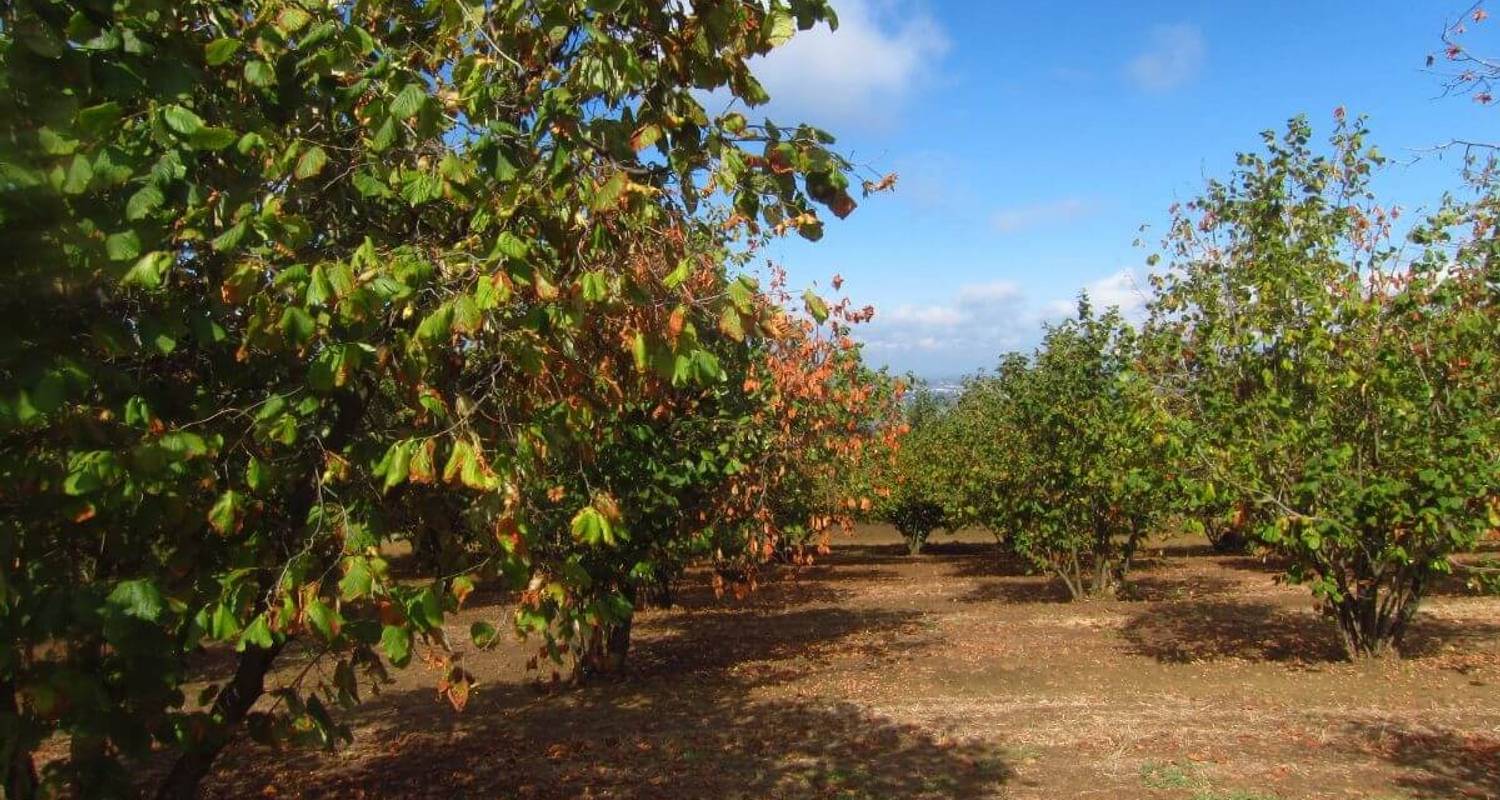 Circuits et voyages Dégustation de vin – Nord de l'Italie