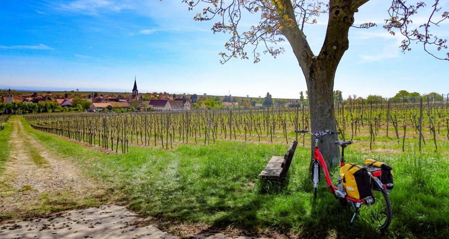 Rhine Cycle Path from Strasbourg to Mainz - 8 days