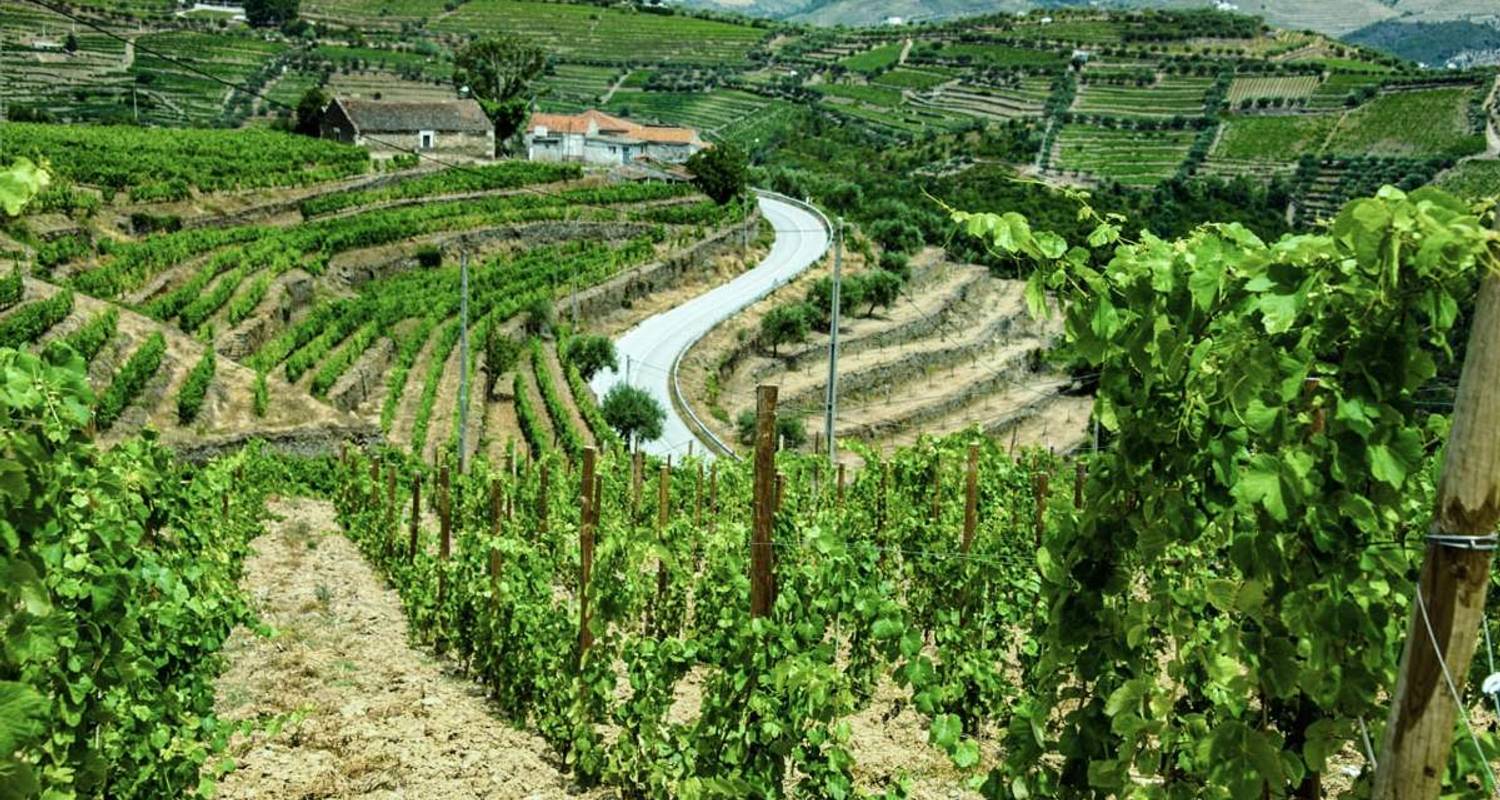 Douro - Winery Tour in the north of Portugal 7 Days