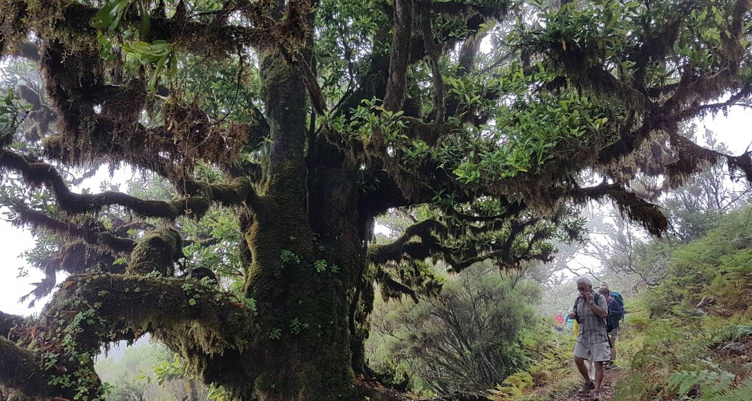 Hike Madeira (Easy)