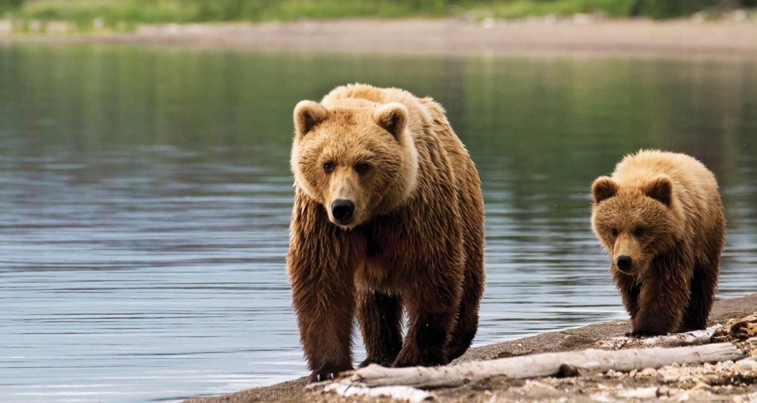 Wildlife Tours & Trips in Canadian Rockies