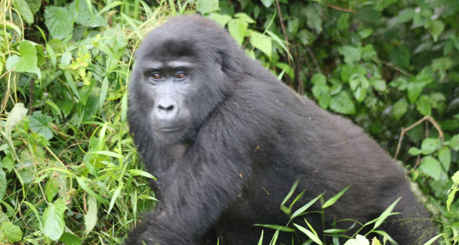 3 Day Uganda Gorilla Trek Budget Safari via Entebbe - Bamboo Ecotours
