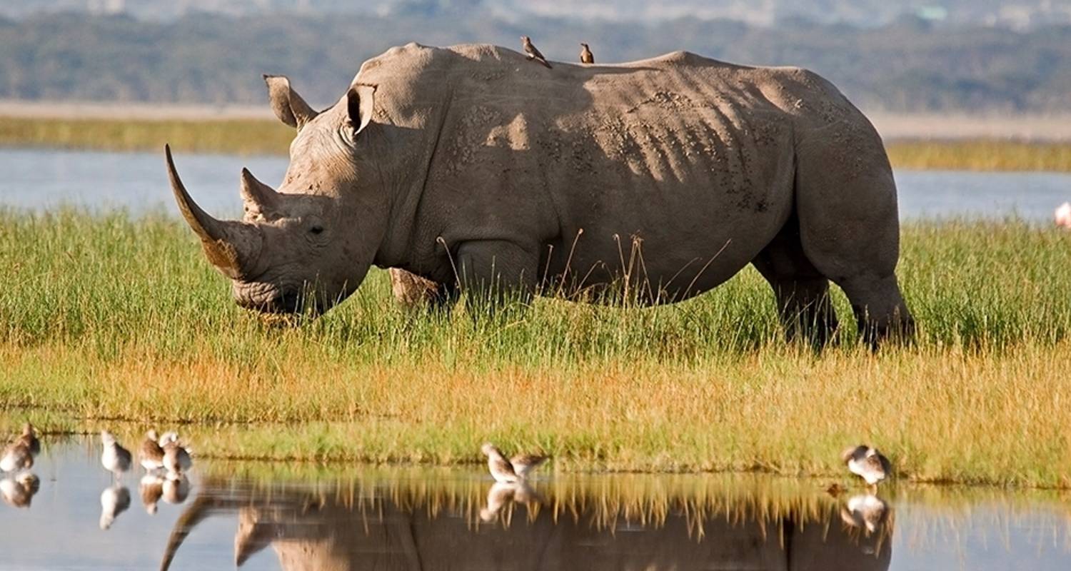 Nakuru National Park Tours & Trips