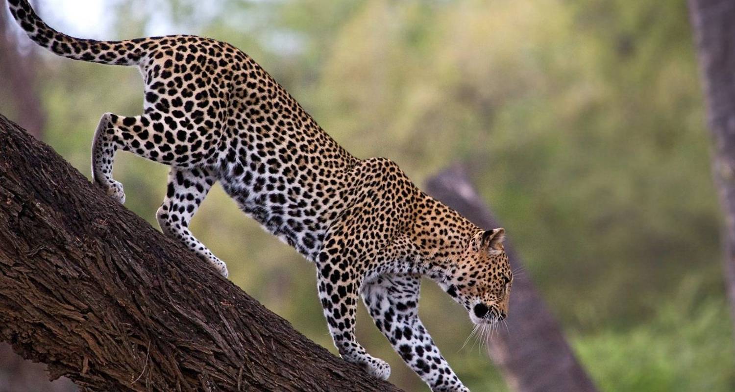 Ultimate Uganda: Safari Drives and Savannah - Kawira Safaris Ltd