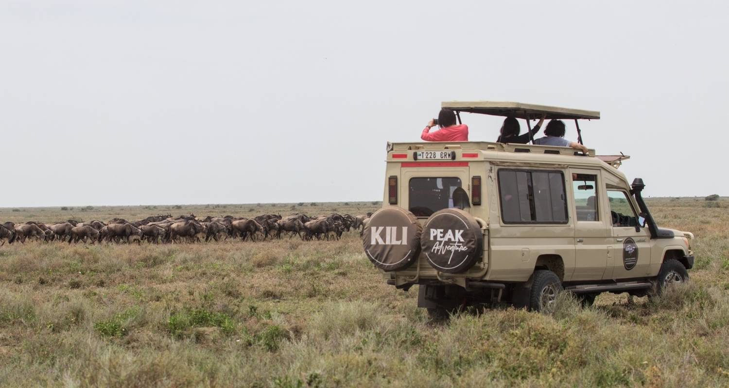 8 jours Migration de mise bas des grands gnous à Ndutu - décembre à mars - Kilipeak Adventures ltd