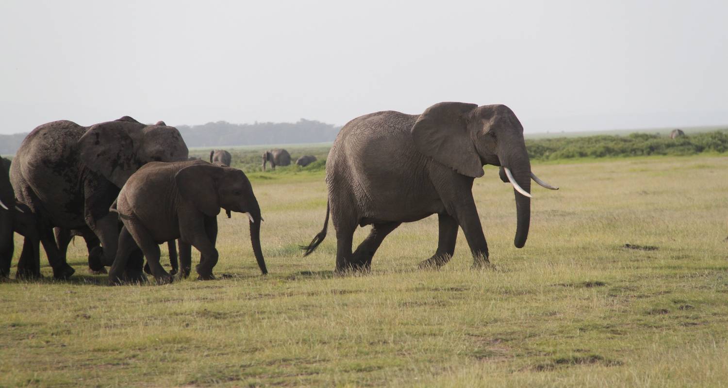 Amboseli National Park Family Tours & Vacation Packages