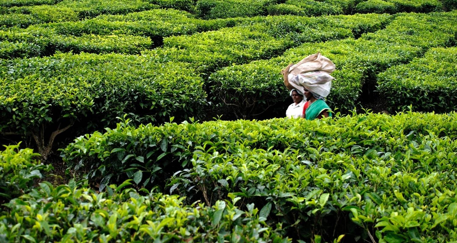 Armonía costera: las plantaciones de té, los remansos y las playas de Kerala - Agora Voyages OPC Pvt Ltd