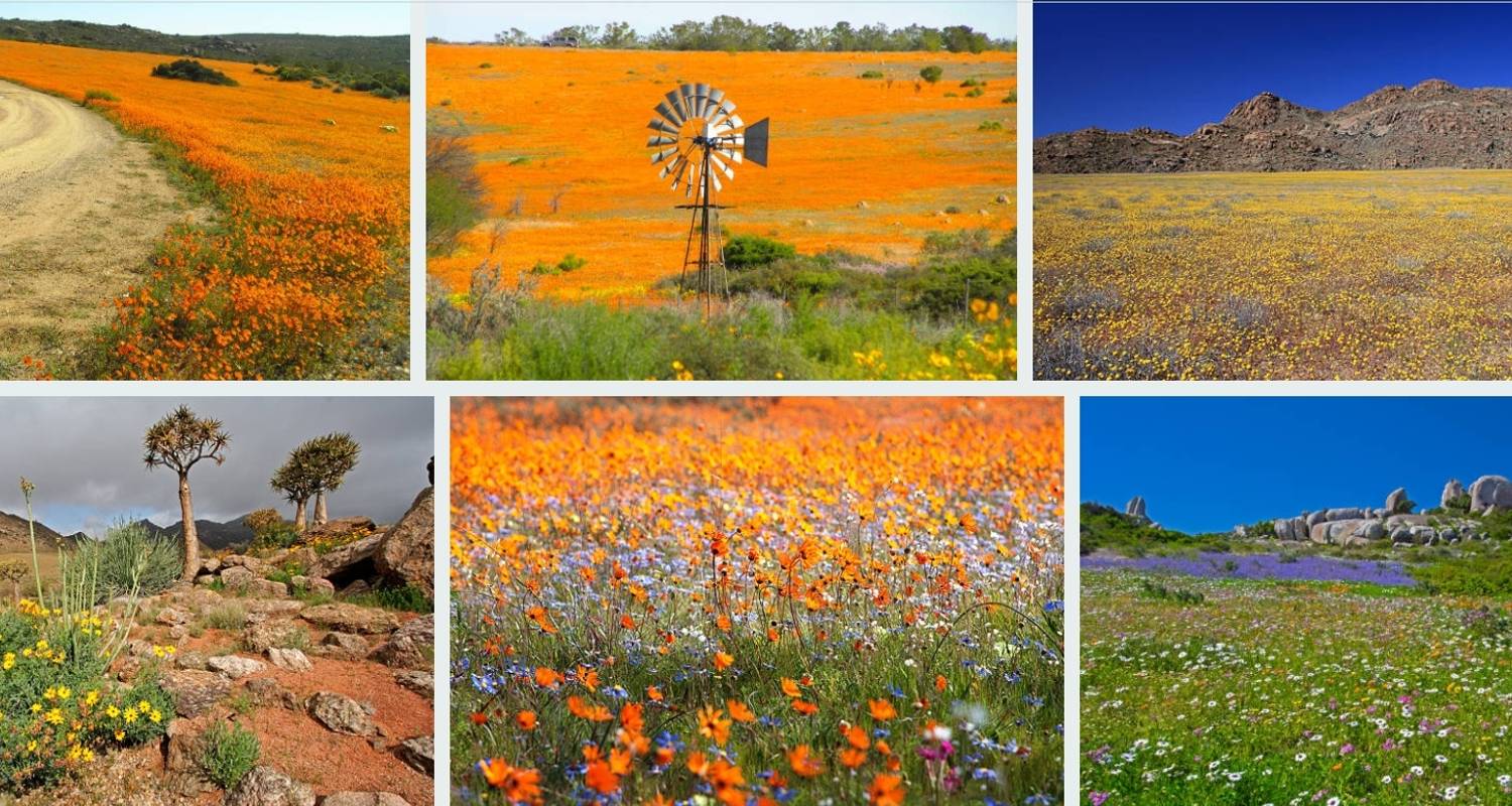 Namaqualand Flower Tour - Amatungulu Tour