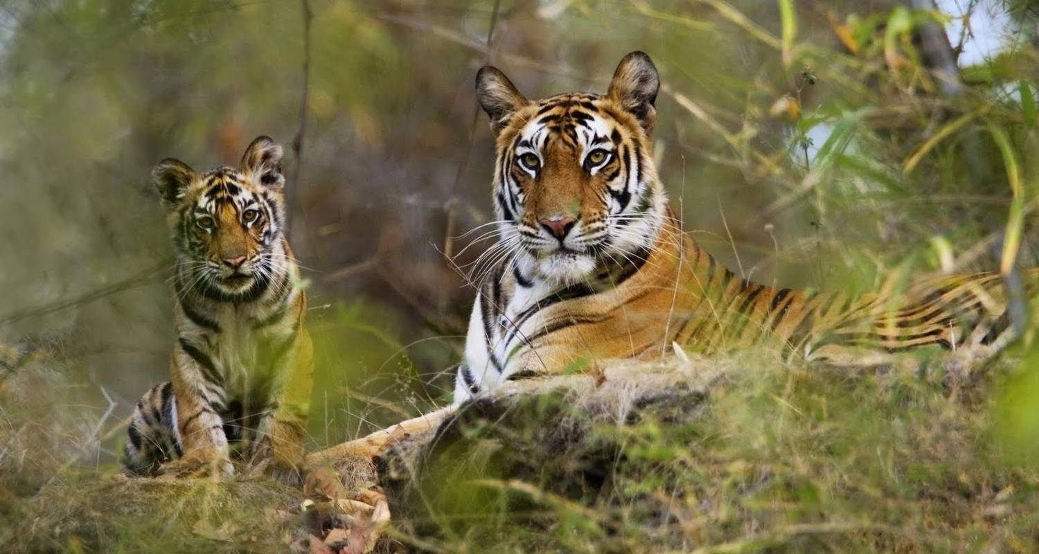 tiger safari near agra