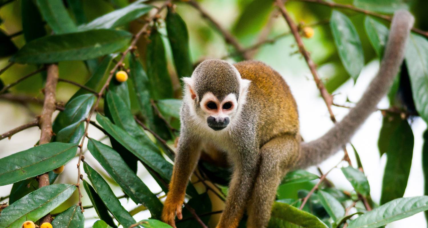 Ecuador Cuyabeno Adventure 6 Days Tour