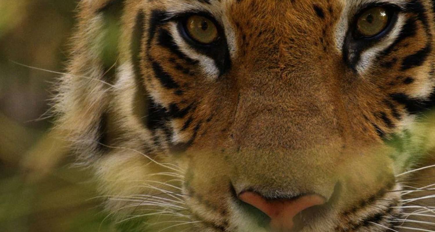 Rundreise Indien Tiger & Safari - Golden Triangle India Tours