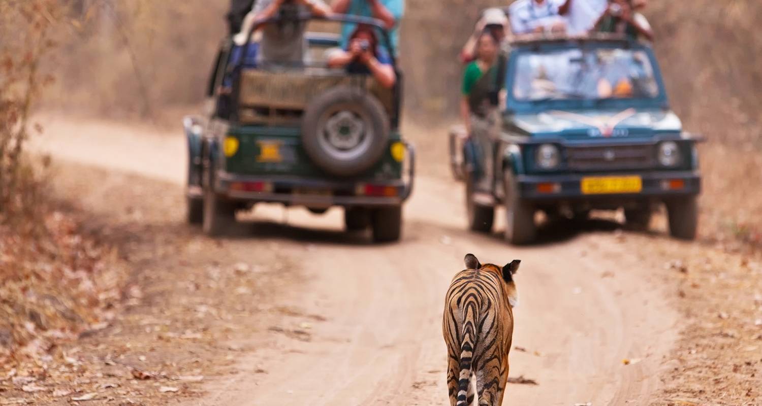 Patrimoine et faune de l'Inde - Golden Triangle India Tours