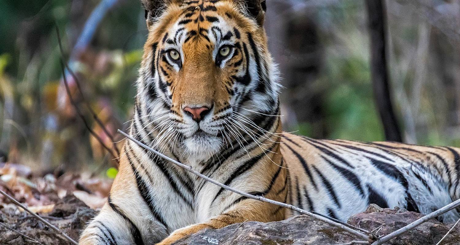 tigers tour delhi