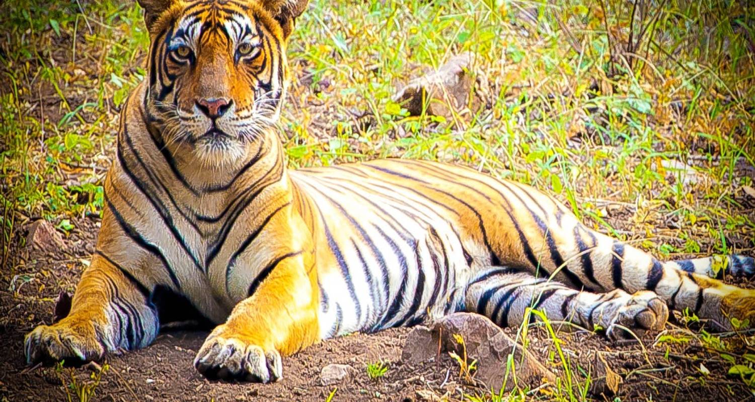 Rajasthan Wildlife Tour: Ranthambore National Park by Train - 5 Days - Memorable India Journeys