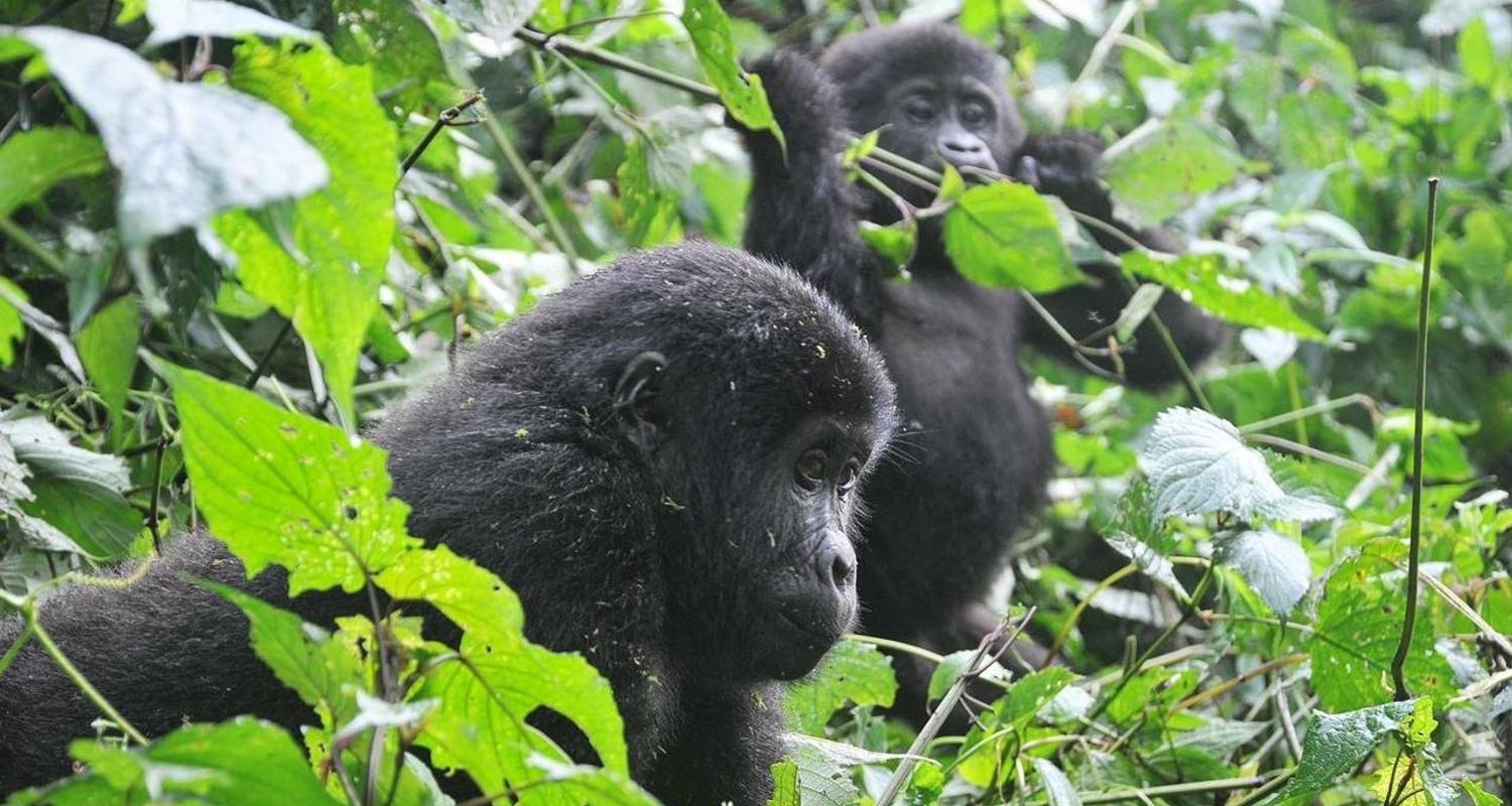 8 Days Rwanda Gorillas, Chimps, Dian Fossey Tour