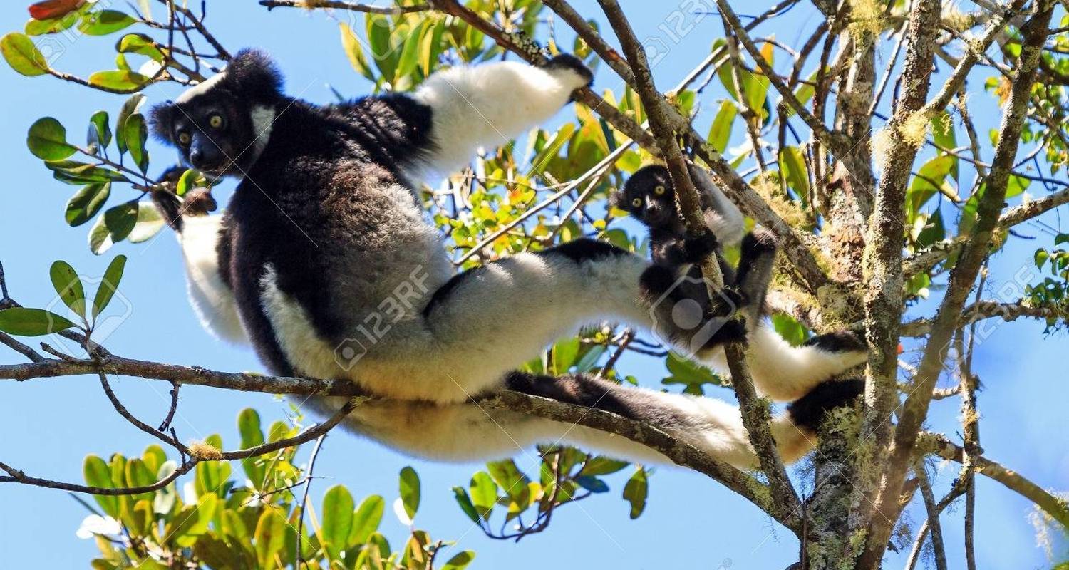 VOYAGE EN FAMILLE - CÔTE EST, PANGALANES, JUSQU'À SAINTE MARIE - Sifaka Voyages