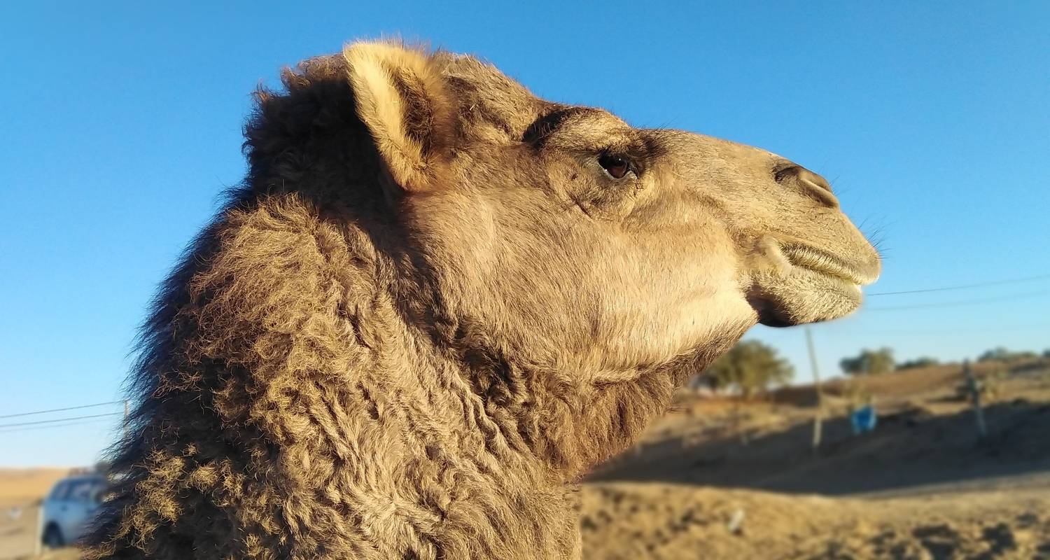 Circuito al desierto de 4 días a Fez por el Desierto del Sáhara desde Marrakech - Excursión al Desierto de Marrakech a Fez - Morocco Destination Tours 