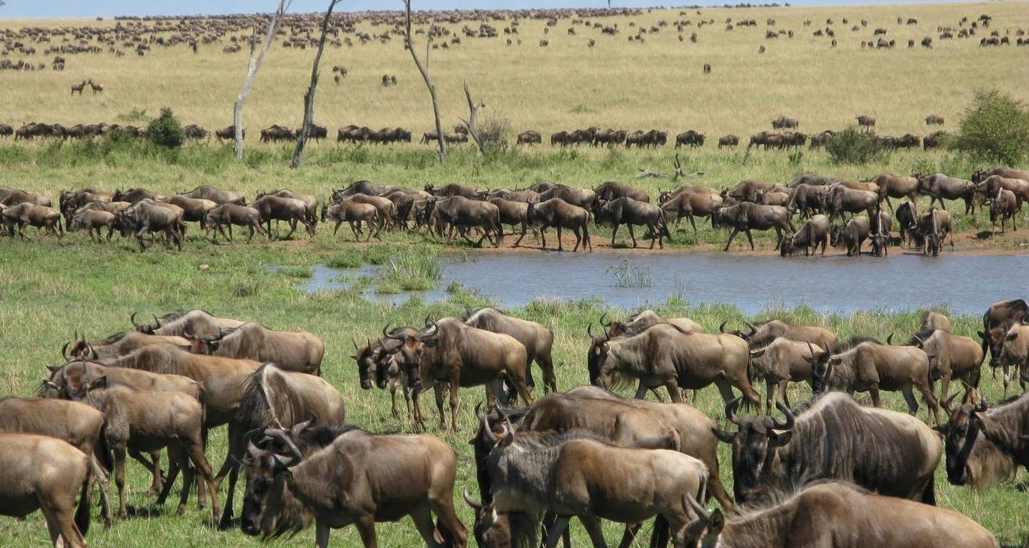 Safari de 4 días por el Serengeti en migración de ñus: visita el mundialmente famoso Serengeti y el cráter del Ngorongoro a un precio asequible - Africa Natural Tours