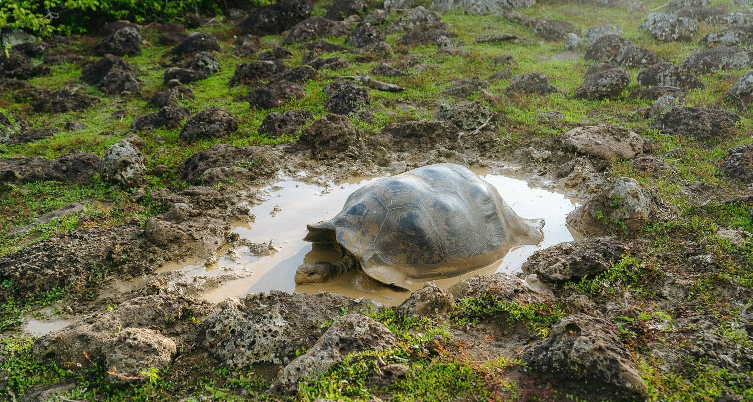 8 Daagse Galapagos Eiland Hopping Tour (San Cristobal - Santa Cruz - Isabela) - Ecuador Galapagos Travels