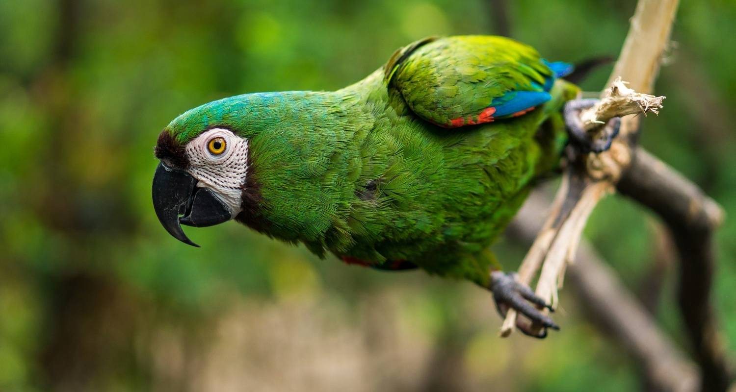 Familie Rondreizen in Amazonegebied Ecuador