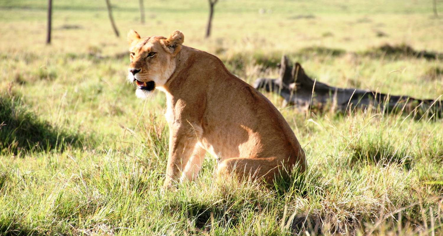 3 Days – Serengeti Joining group safari - Wonders of Creation Tours and Safaris