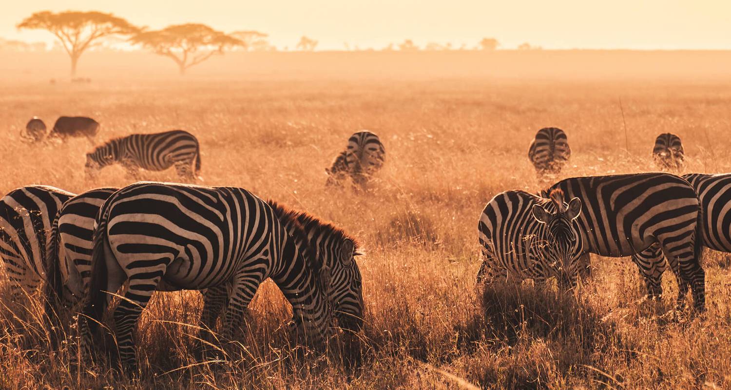 3 Days – Serengeti and Crater Shared Safari - Wonders of Creation Tours and Safaris