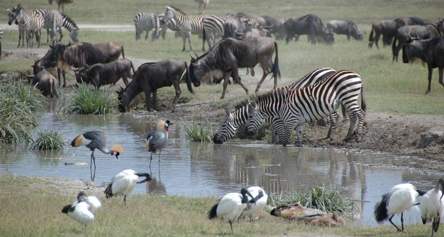 4 Days - Tanzania Budget Group Safari - Wonders of Creation Tours and Safaris