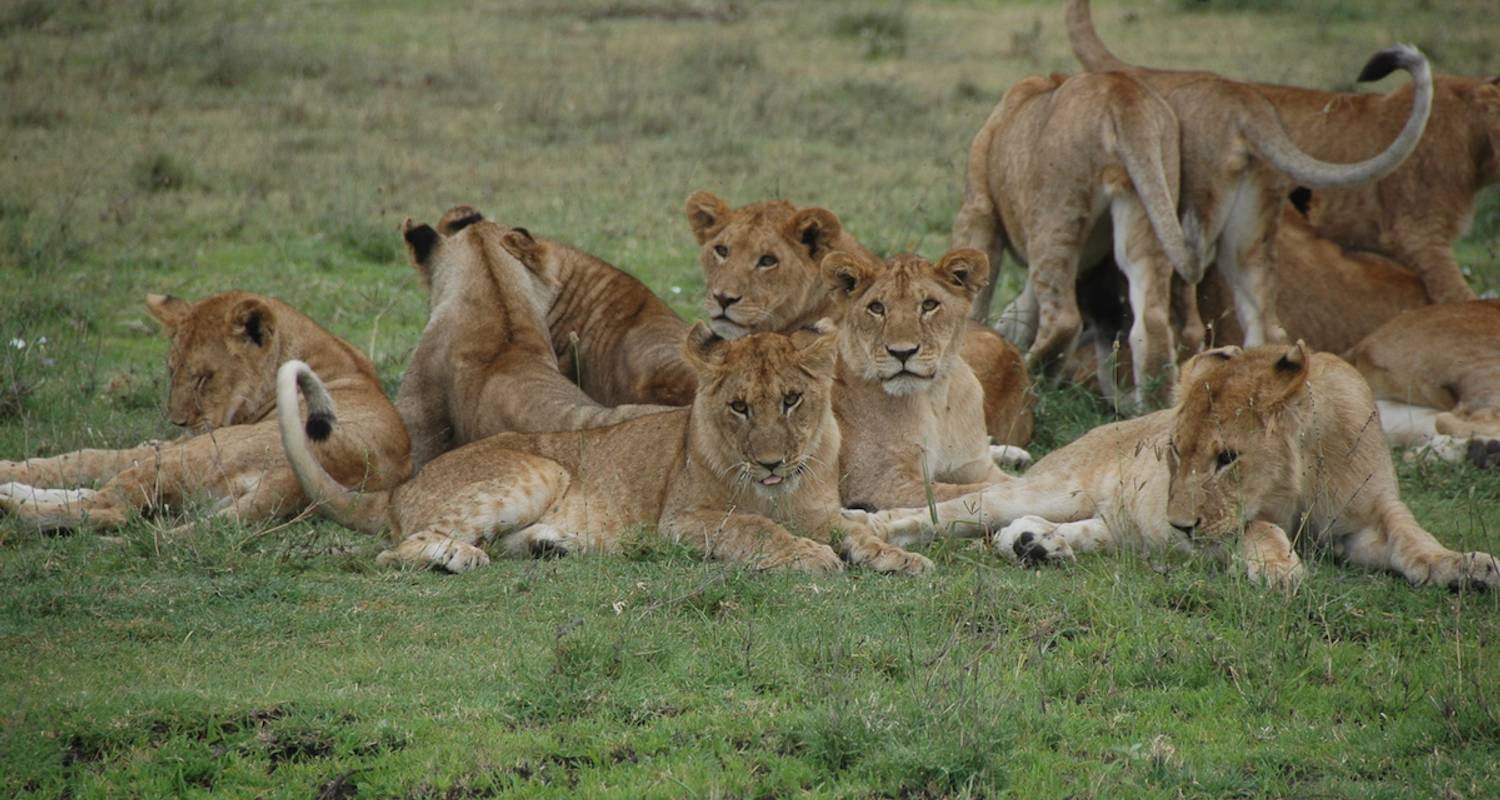 5-Days Tanzania Group Safari - Wonders of Creation Tours and Safaris