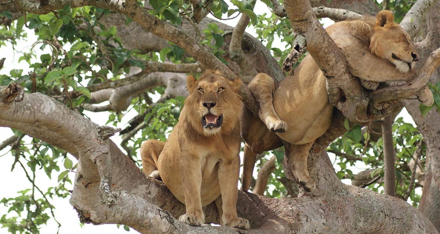5-Days Queen Elizabeth & Kibale Forest Safari - Oasis Safaris Limited