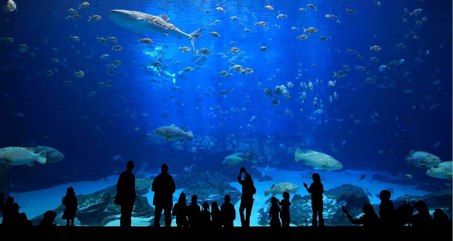 Daily Aquarium Tour Istanbul - TravelShop Turkey