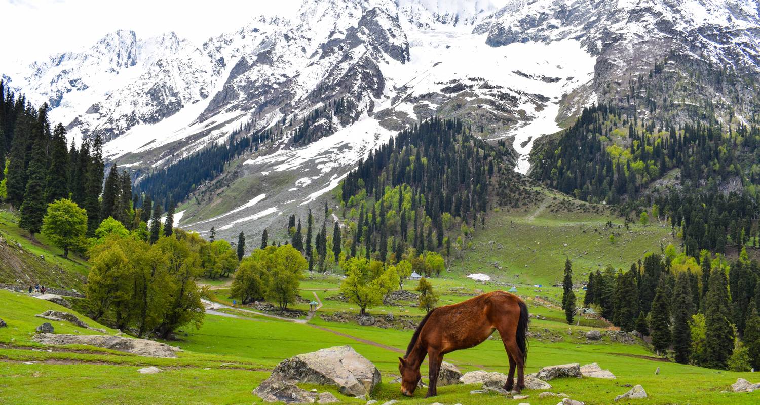 Kashmir Paradise on Earth Tour - Discover Activities