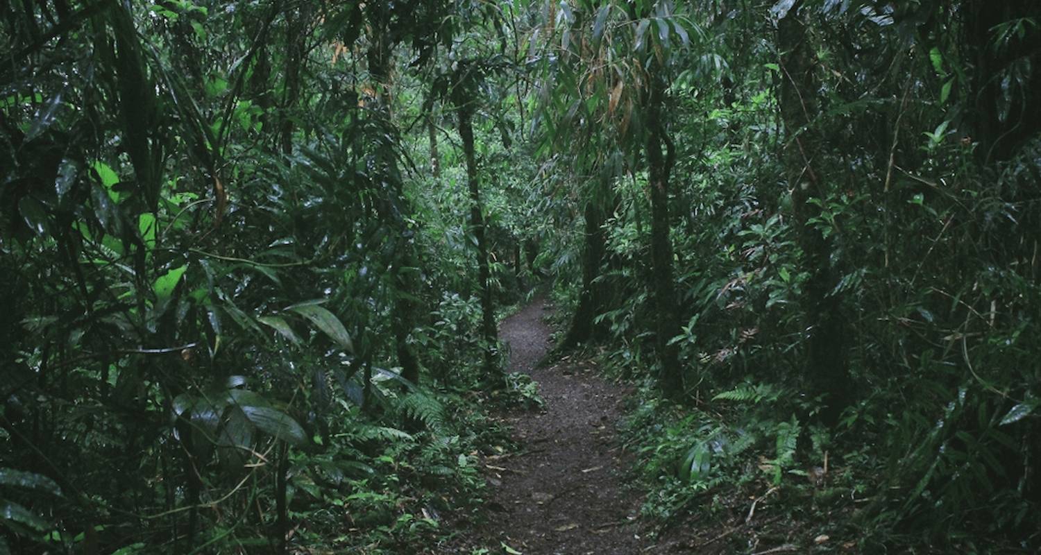 Forests & Shores of Costa Rica; an Ecotourism Adventure - Yellowwood Adventures Ltd