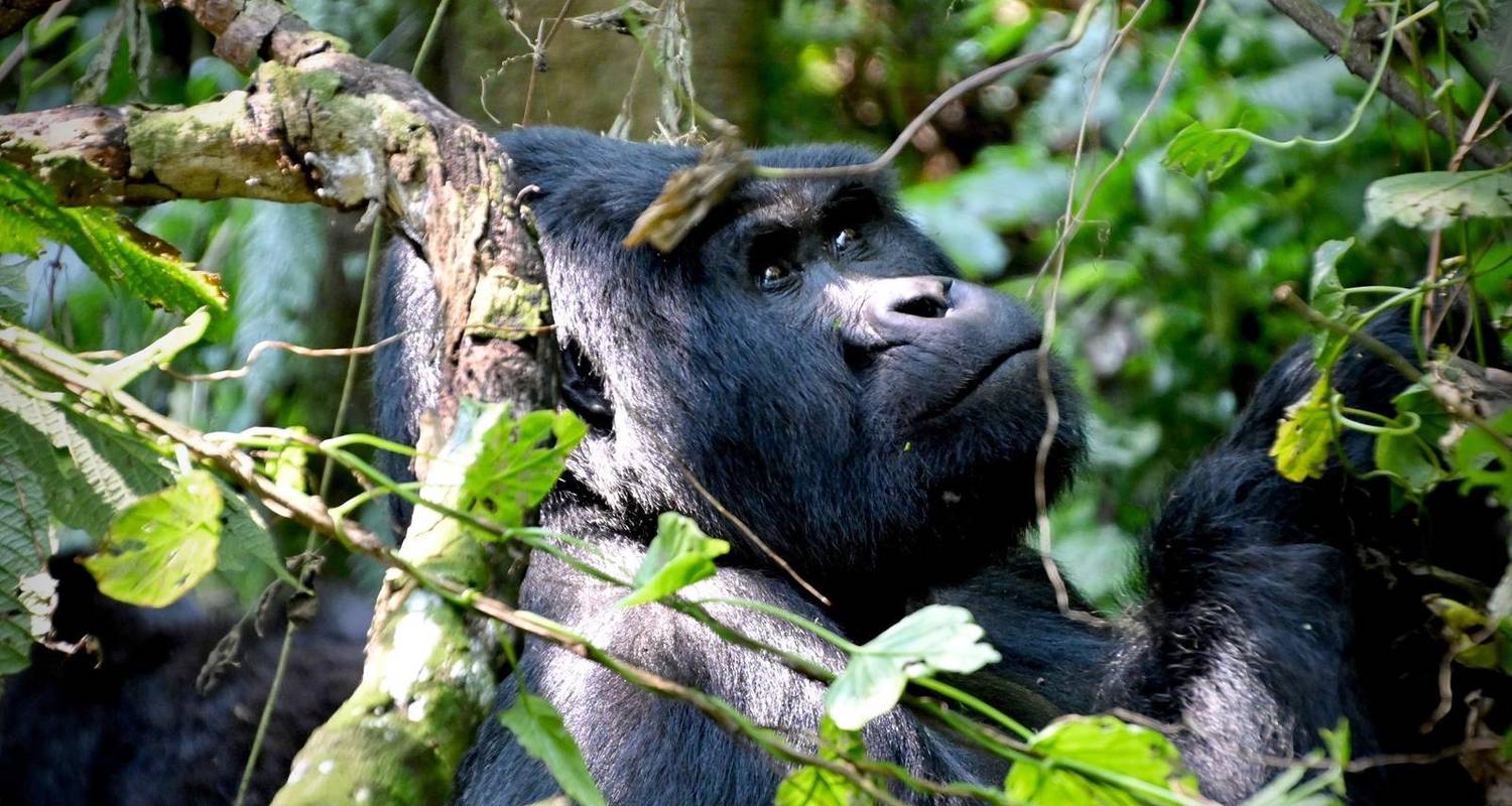 4 Days Gorilla trekking, Bwindi Uganda - All Time Safaris Ltd