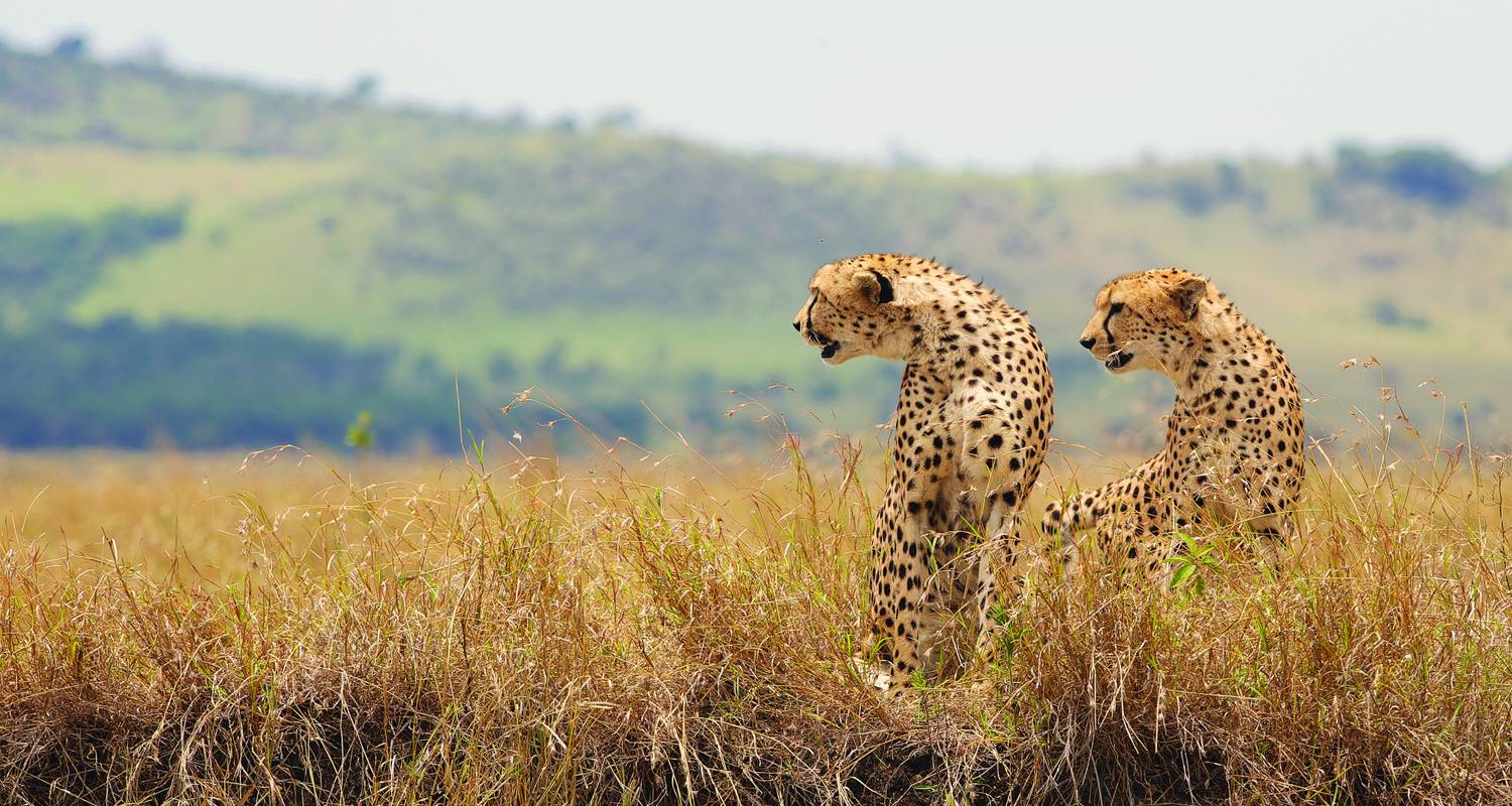 The Plains of Africa Kenya Wildlife Safari (Nairobi to Amboseli) (Standard) - Collette